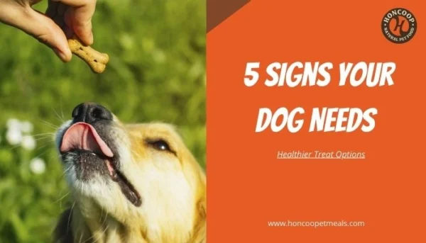 5 Signs Your Dog Needs Healthier Treat Options
