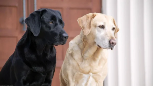 1. Labrador Retriever