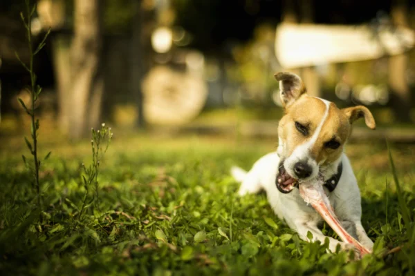 10 Best Dog Chews Made in the USA