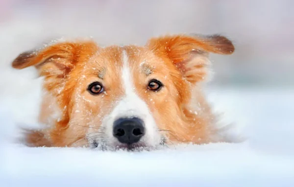 10 Vet Tips to Keep Your Pets Safe and Warm During a Winter Storm