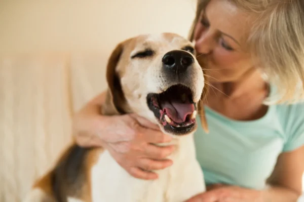 11 Home Remedies to Stop Stinky Dog Breath