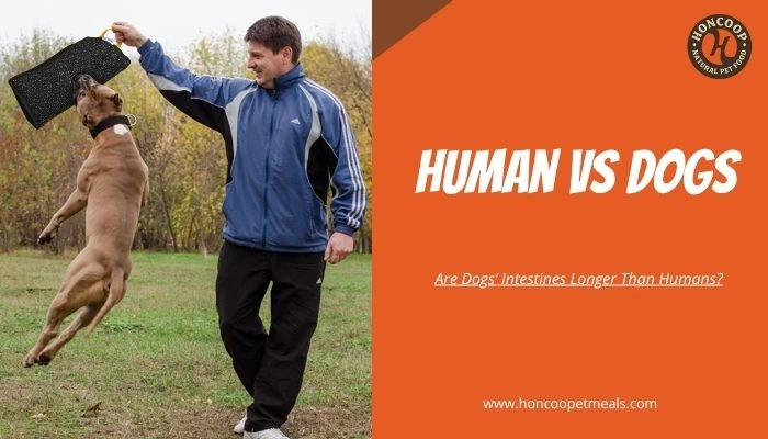 Are Dogs’ Intestines Longer Than Humans?