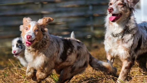 Australian Shepherd