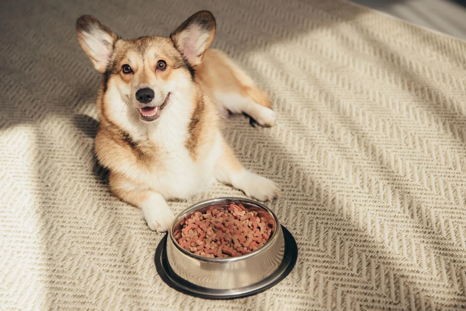 Best Dog Food Online Shopping Sites in the USA for Every Budget
