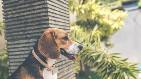 Best Dog Food for Beagles