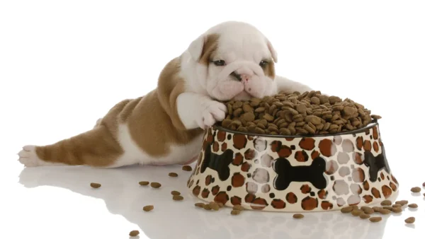 Best Dog Food for French Bulldogs