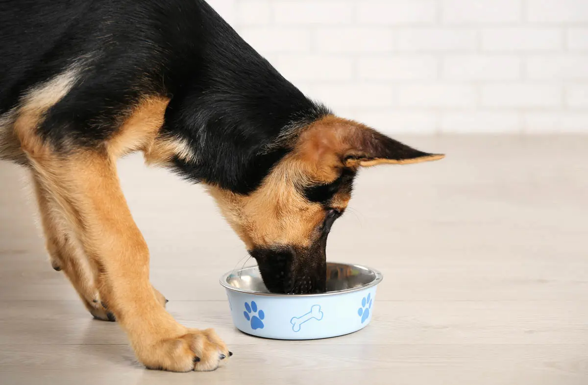 Best Dog Food for German Shepherds