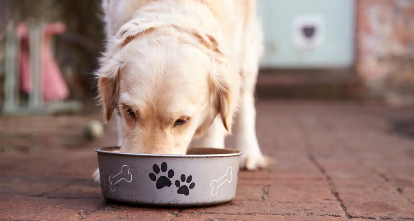 Best Dog Food for Golden Retrievers