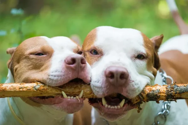 Best Dog Food for Pitbulls