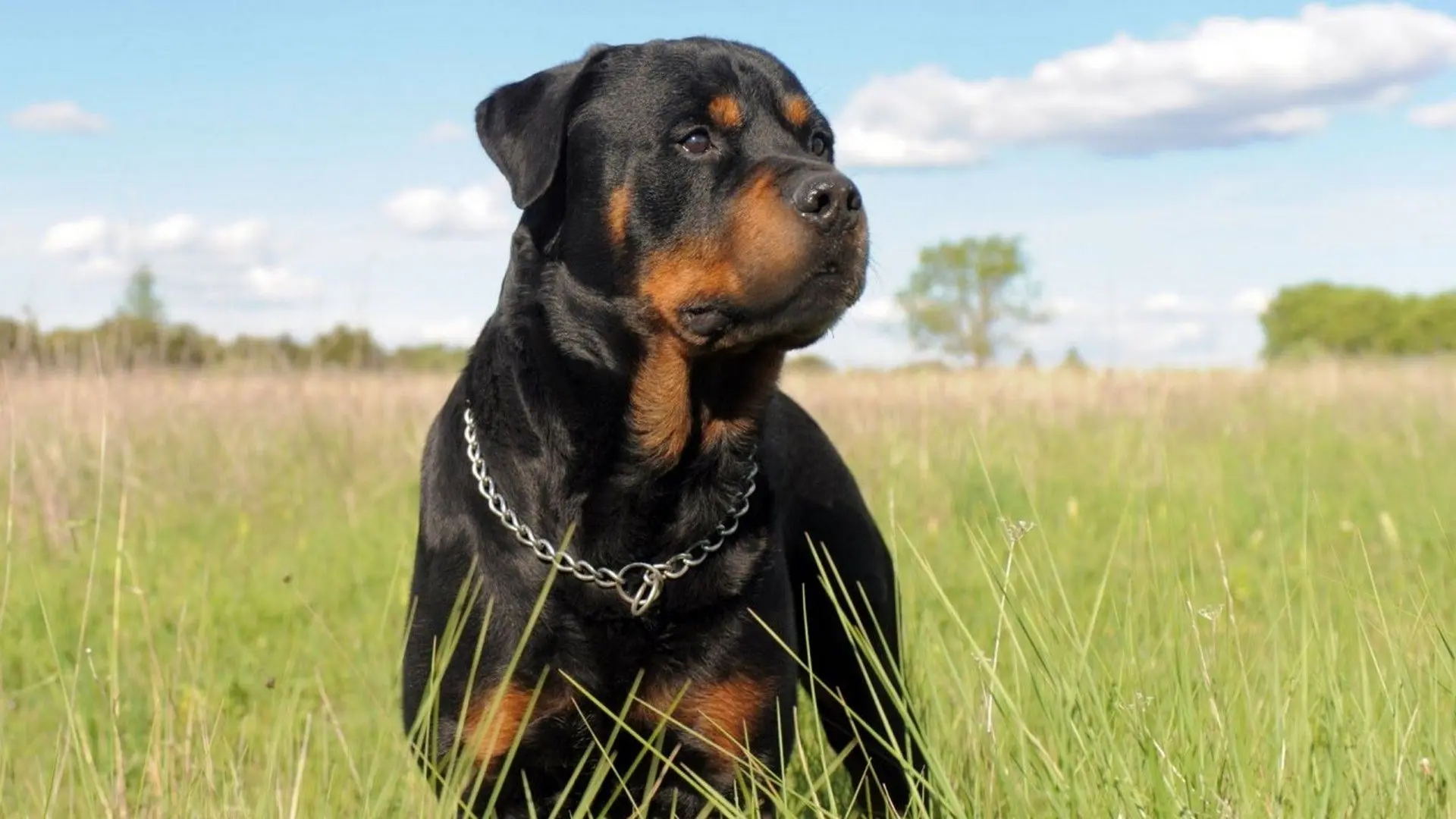 Best Dog Food for Rottweilers