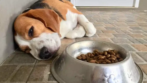 Best Dog Food for Sensitive Stomach