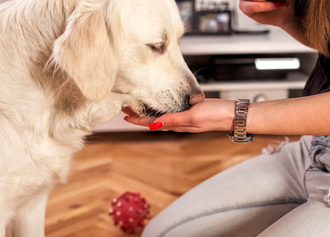 Best Dog Treats to Buy in the USA