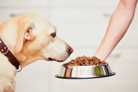 Best Grain Free dog food
