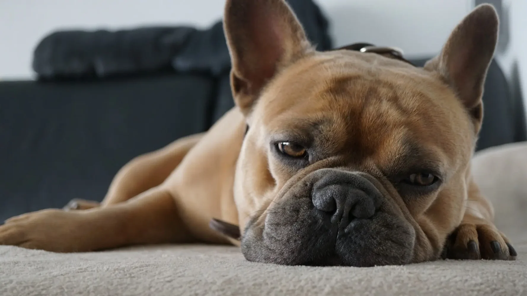 Bored Dog Signs