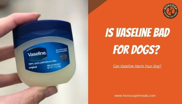 Can Vaseline Harm Your Dog