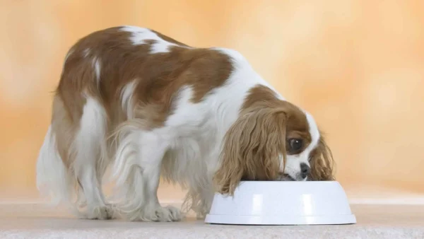 Cavalier King Charles Spaniel