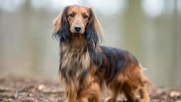 Dachshund