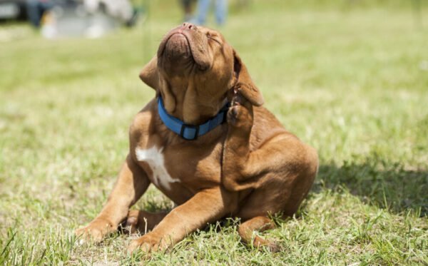Dog Allergies