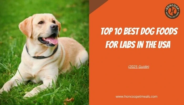 Top 10 Best Dog Foods for Labs in the USA (2025 Guide)