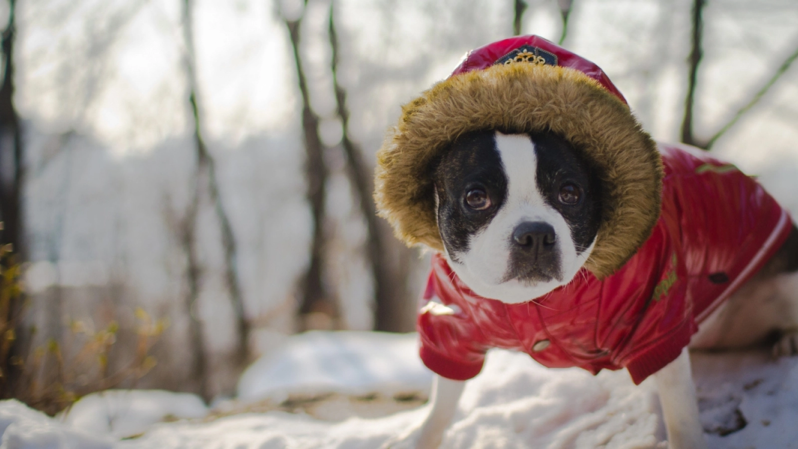 Dog Warm In Winter