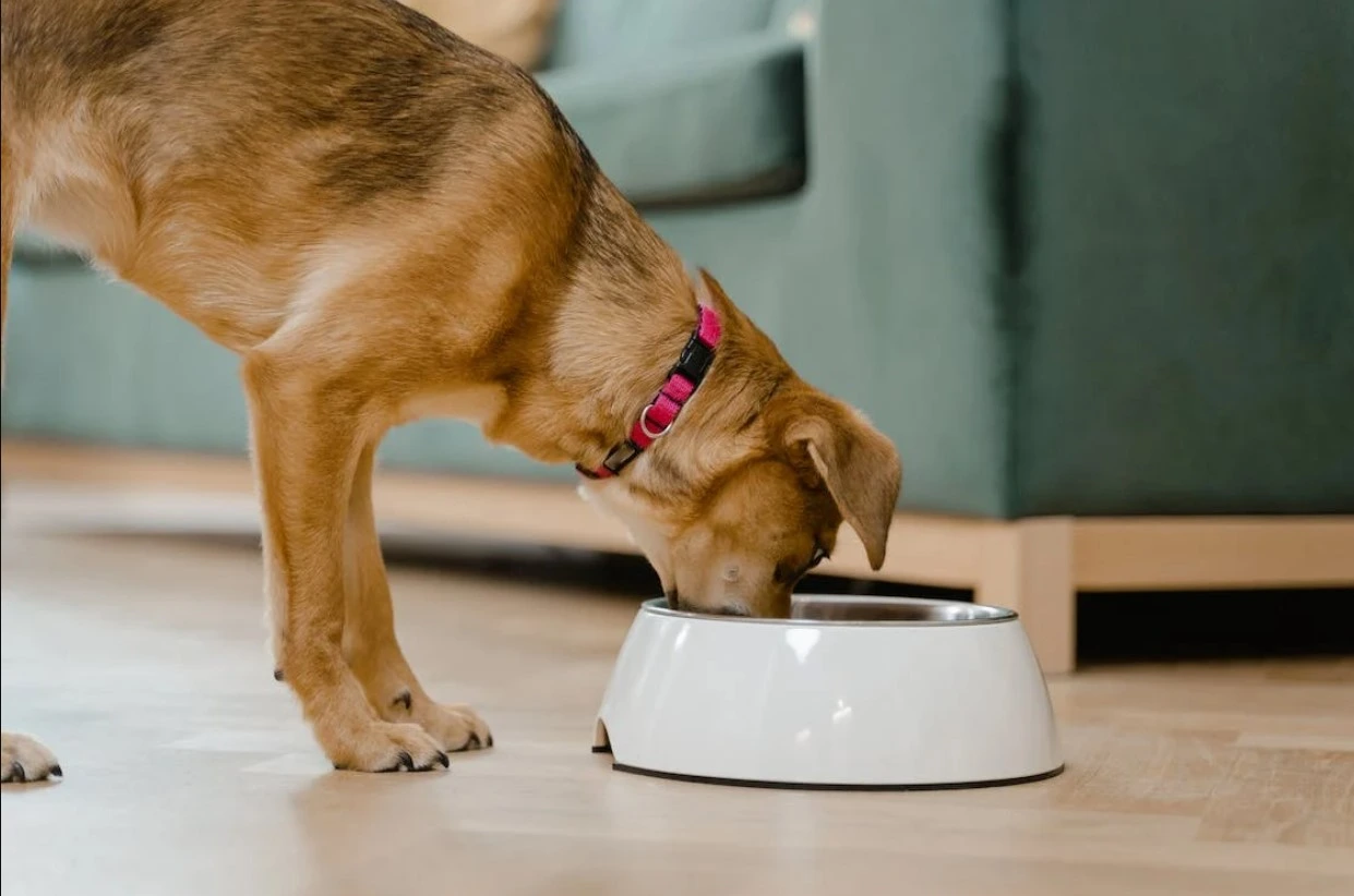 Dog food delivery in USA online