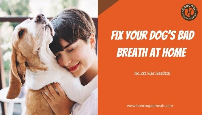 Fix Your Dog’s Bad Breath at Home