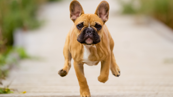 French Bulldog