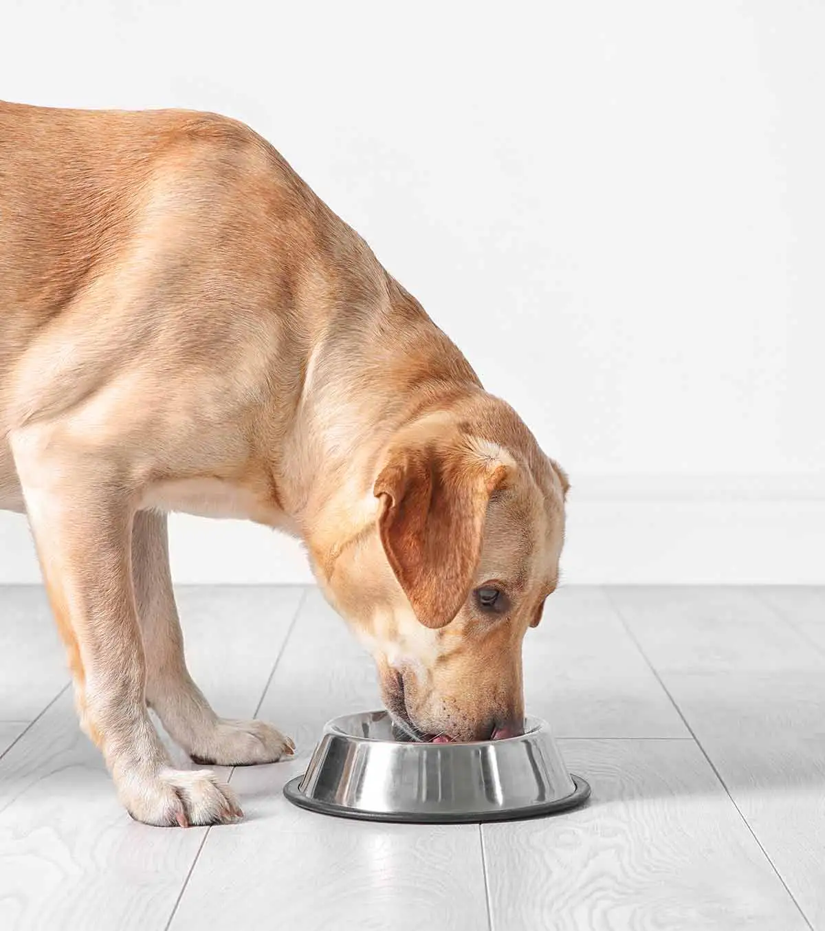Fresh Dog Food