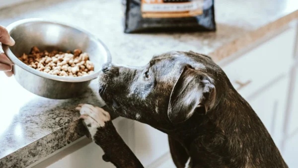 Grain-Free Dog Food (1)