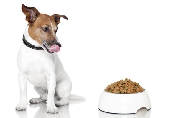 Grain Free dog Food