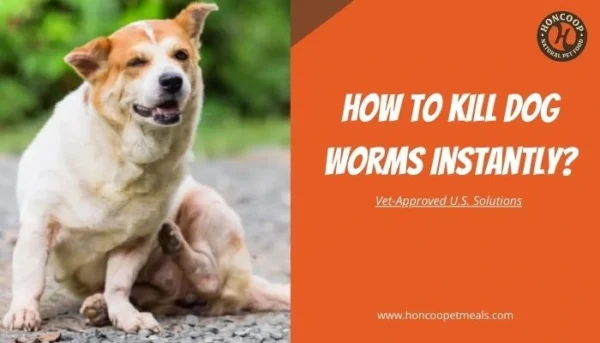 How to Kill Dog Worms Instantly Vet-Approved U.S. Solutions