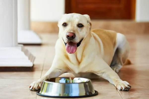 How to Switch Dog Food For Puppy A Step By Step Guide