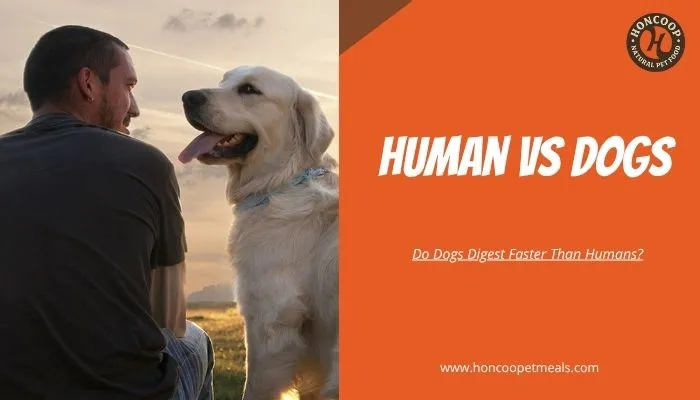 Human Vs Dogs – Do Dogs Digest Faster Than Humans?