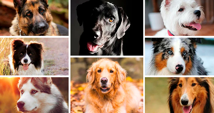 Most Popular Dog Breeds in USA