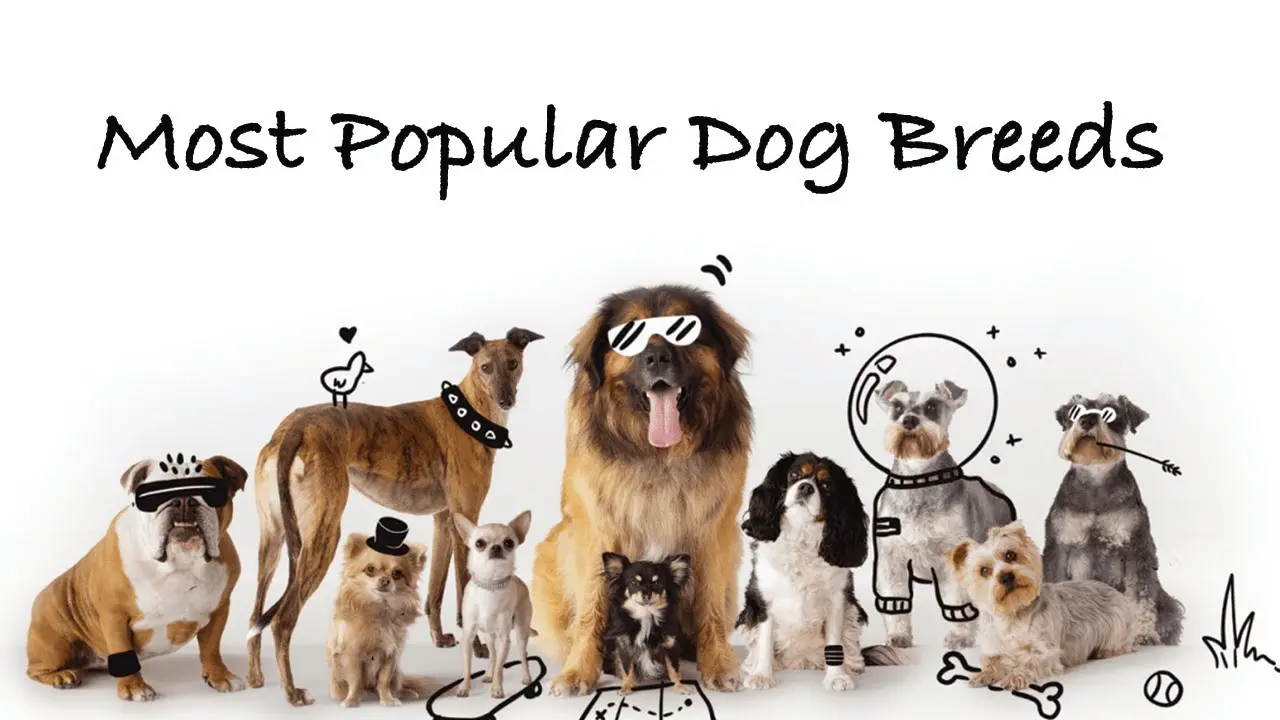 Most Popular Dog Breeds of 2025