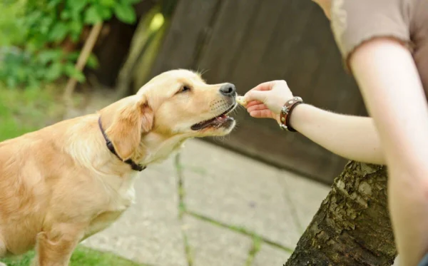 Natural Dog Food