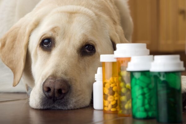 Natural Dog Food Store