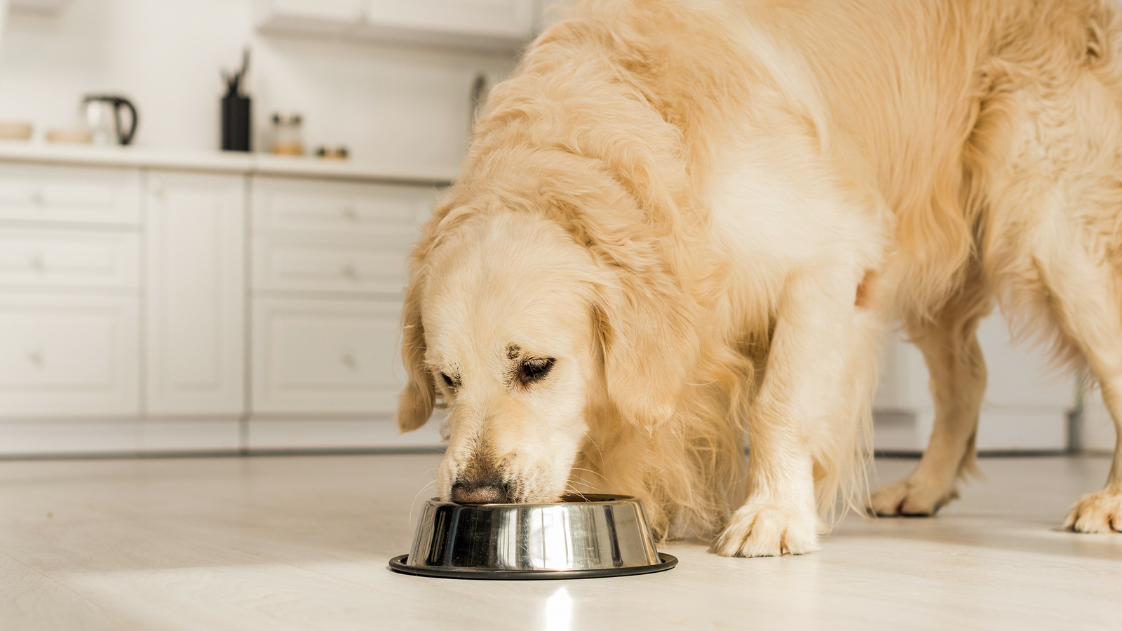 Natural Dog Food