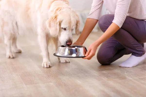 The History of Pet Food: A Comprehensive Guide