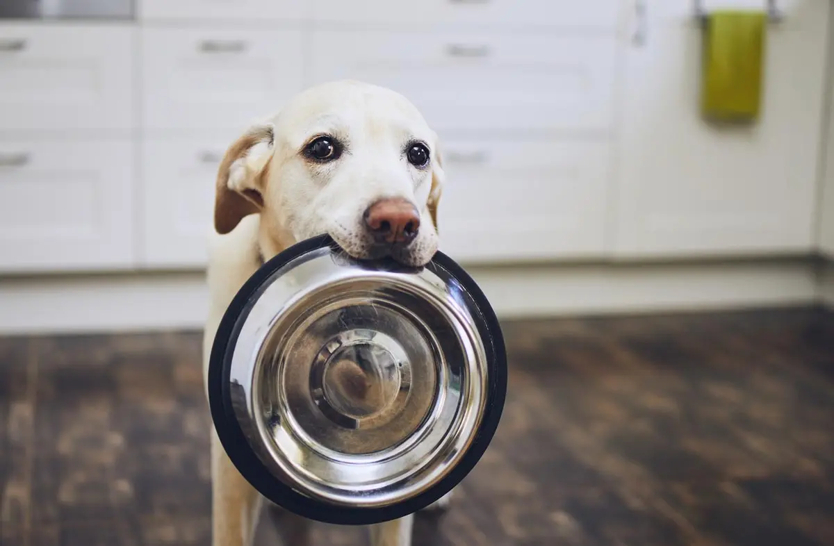 The Journey of Finding My Pet the Right Food in the USA