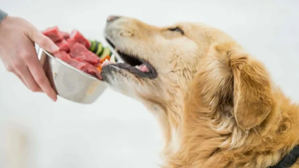 Top 5 Quality Checks While Buying Raw Dog Food