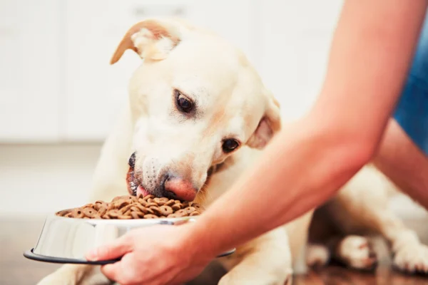 Top Quality Organic Dog Food in USA
