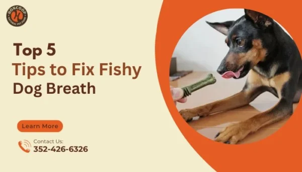 Top 5 Tips to Fix Fishy Dog Breath