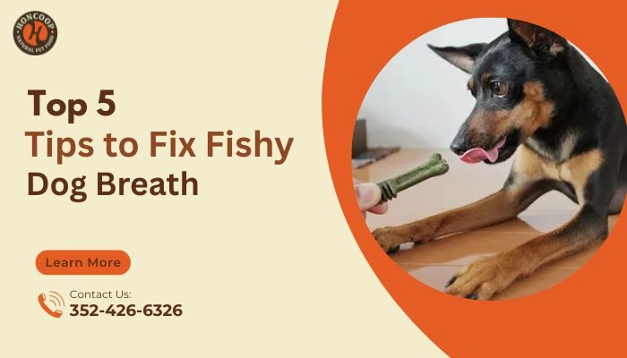 Top 5 Tips to Fix Fishy Dog Breath