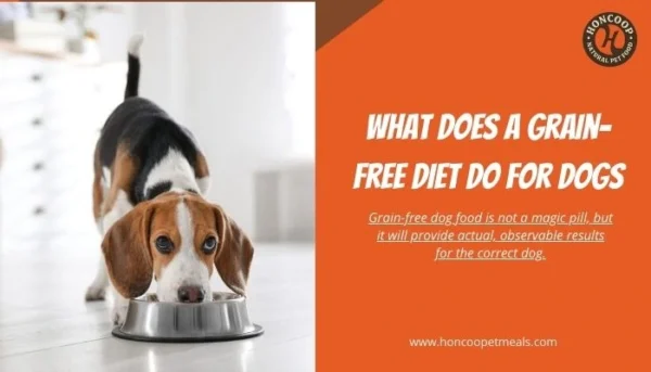 What Does a Grain-Free Diet Do for Dogs