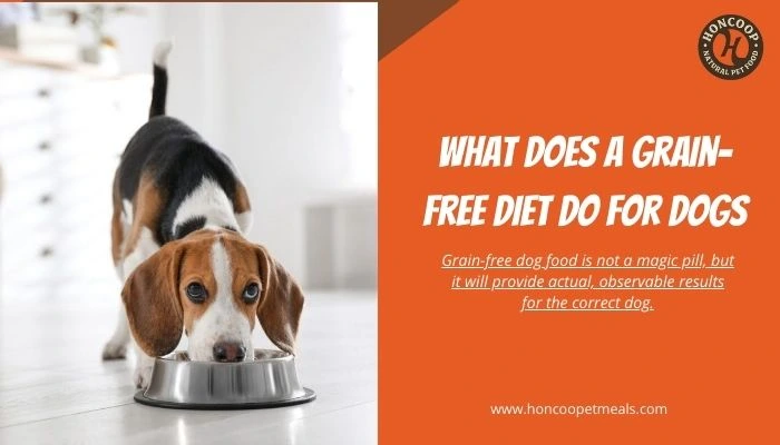 What Does a Grain-Free Diet Do for Dogs