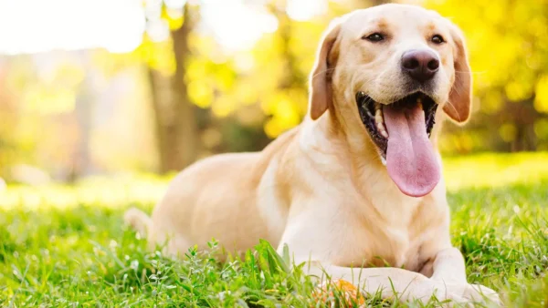 What Kills Worms in Dogs Instantly