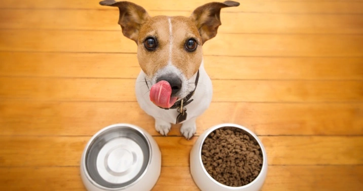 Why First Five Ingredients Matter in Dog Food