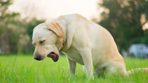 Worms in Dogs