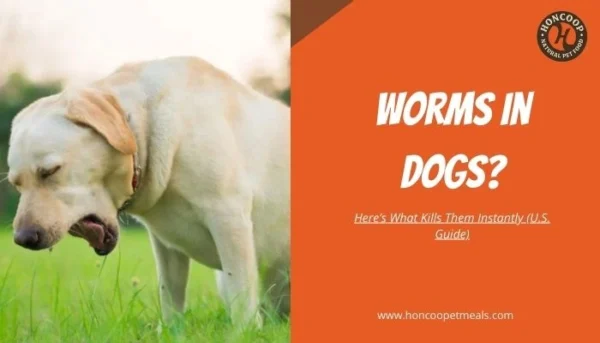 Worms in Dogs Here’s What Kills Them Instantly